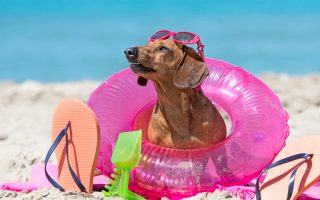 Vara și bolile câinilor: ce să știi