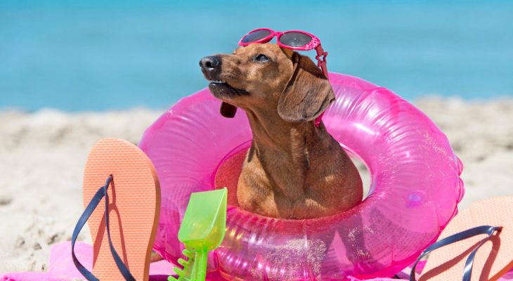 Vara și bolile câinilor: ce să știi